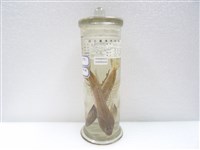 藏品(長崎斜棘(魚銜))的圖片